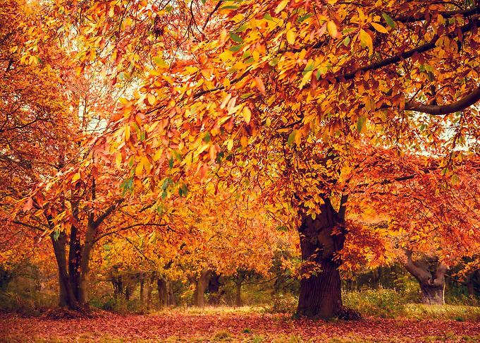 Red Leaves