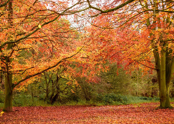 Autumn Tree Frame
