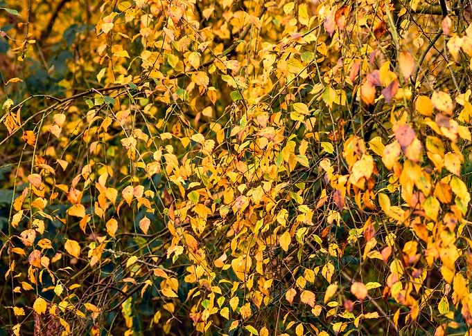 Leaves Abstract