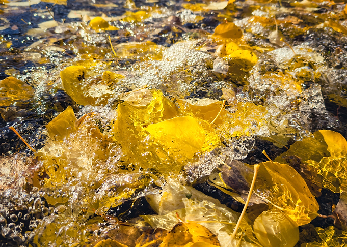 Fallen Leaves