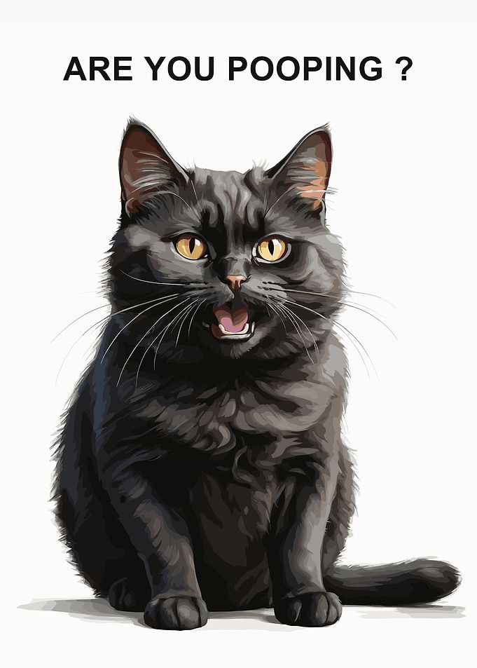 black cat are you pooping
