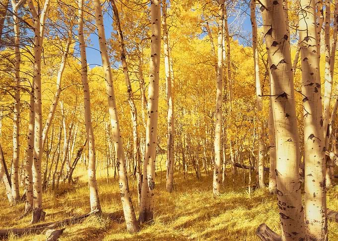 Golden Forest