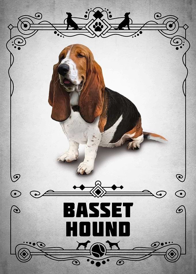 Basset Hound