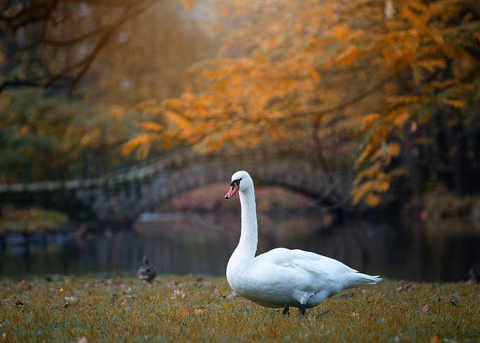 White swan in autumn park