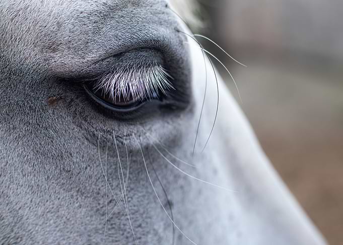 sweet white horse eye