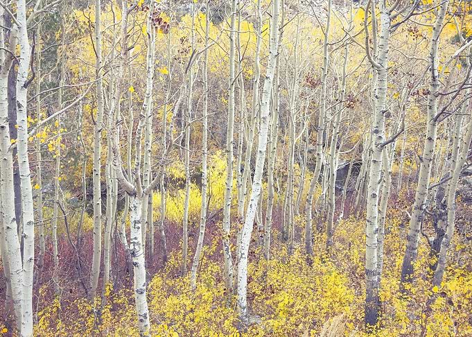 Aspen Forest