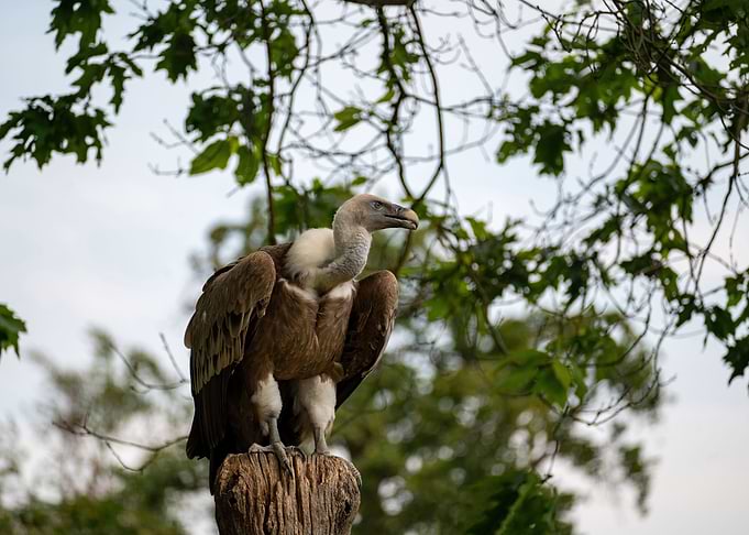 The Vulture