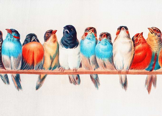 A Perch of Birds