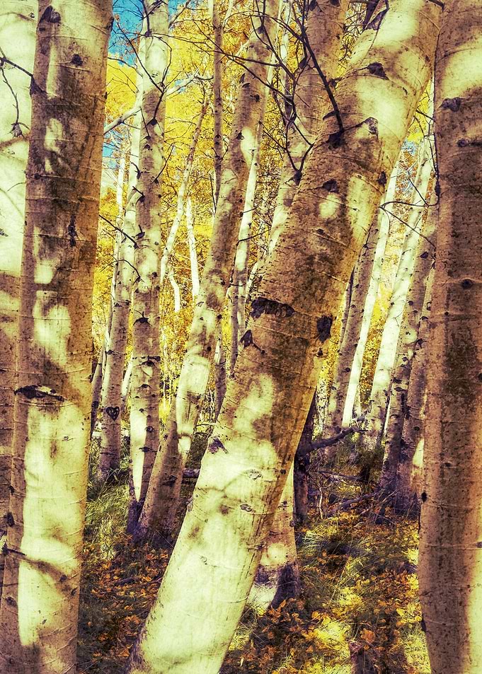 Aspen Forest