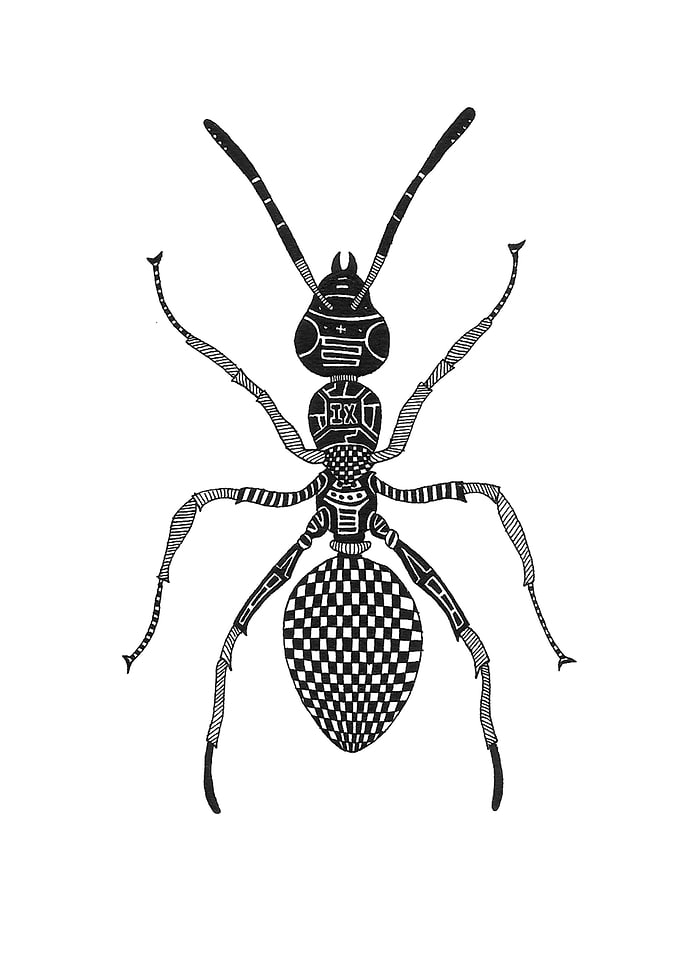 Ant