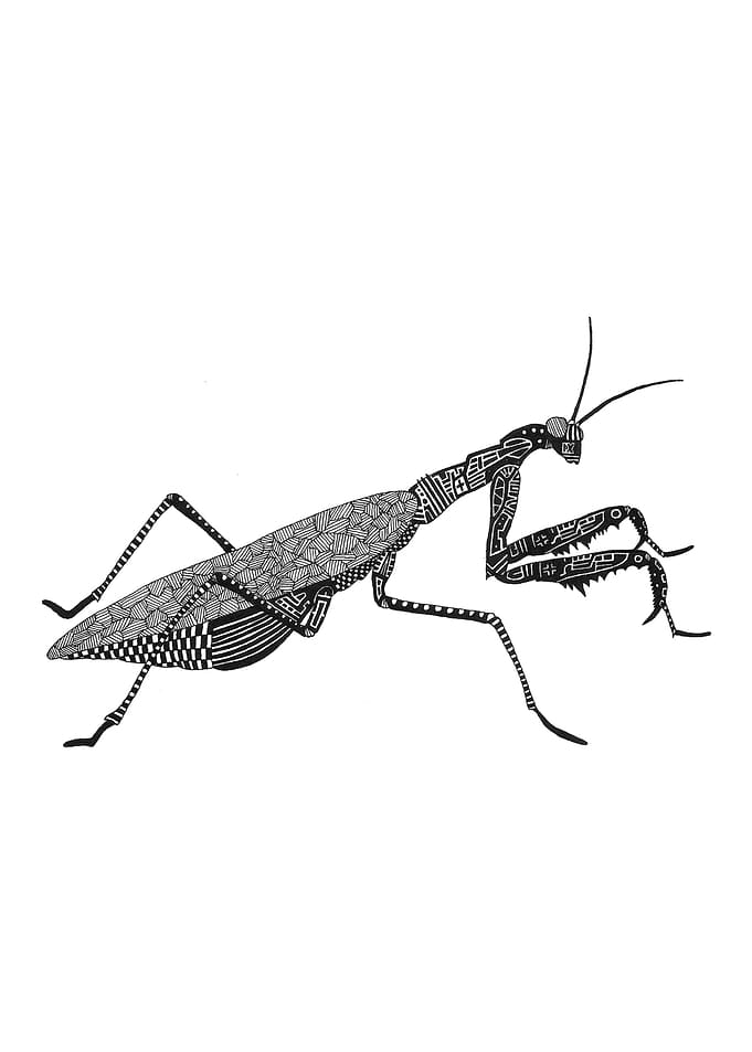 Mantis