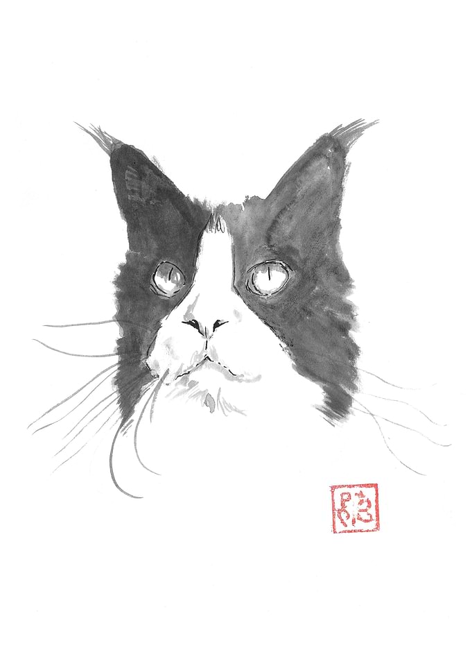 cat face grey