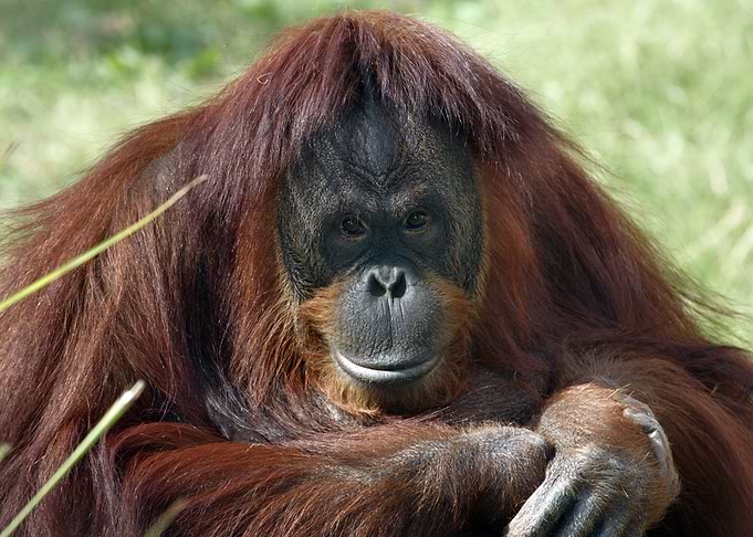Orangutan close up