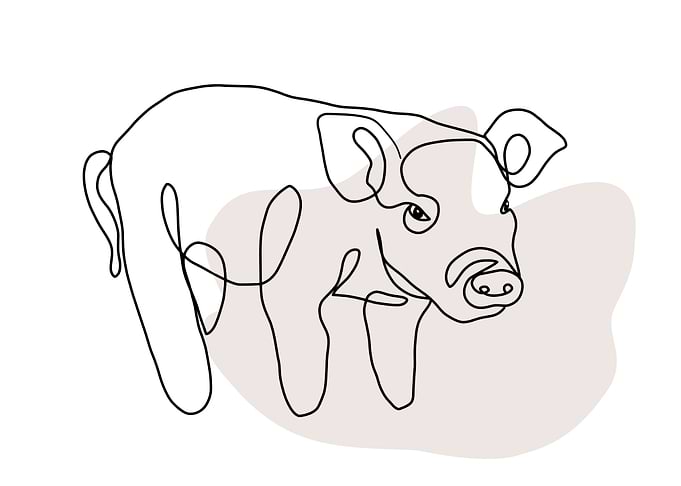 Line Art Pig Boho