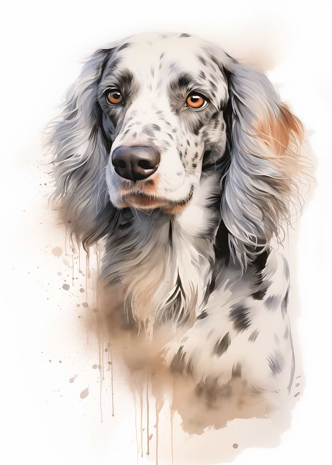 English Setter portrait