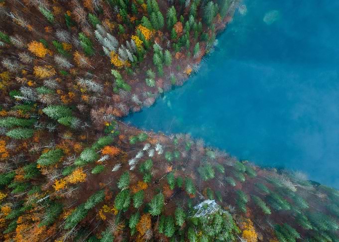Forest and the lake