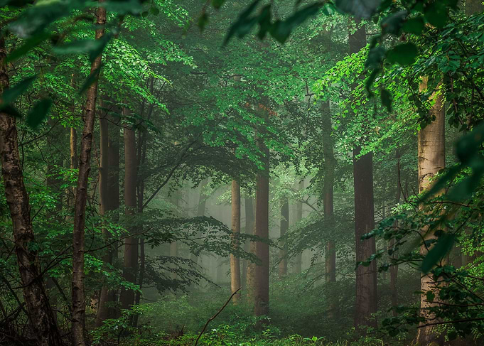 Misty forest