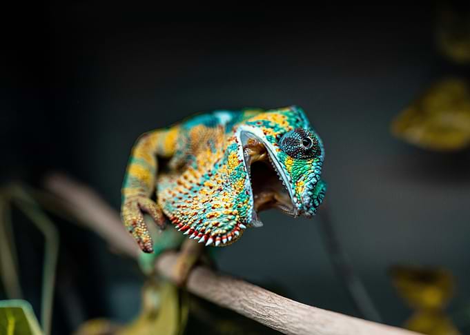 Gecko laughed