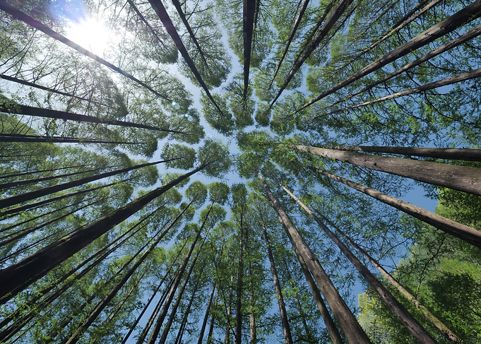 Canopy of Green