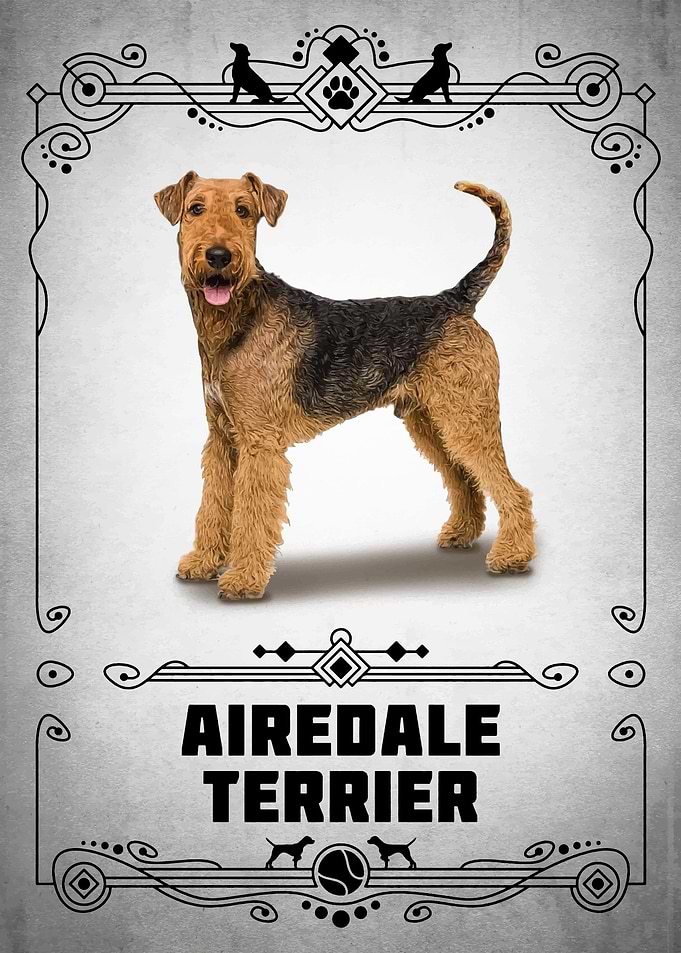 Airedale Terrier