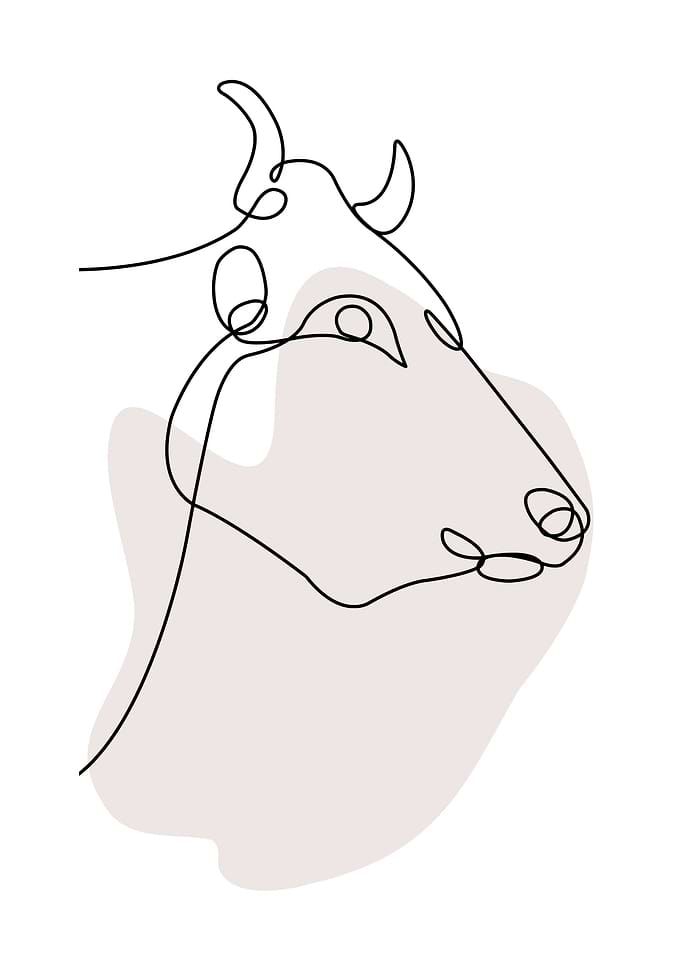 Cow Line Art Minimal
