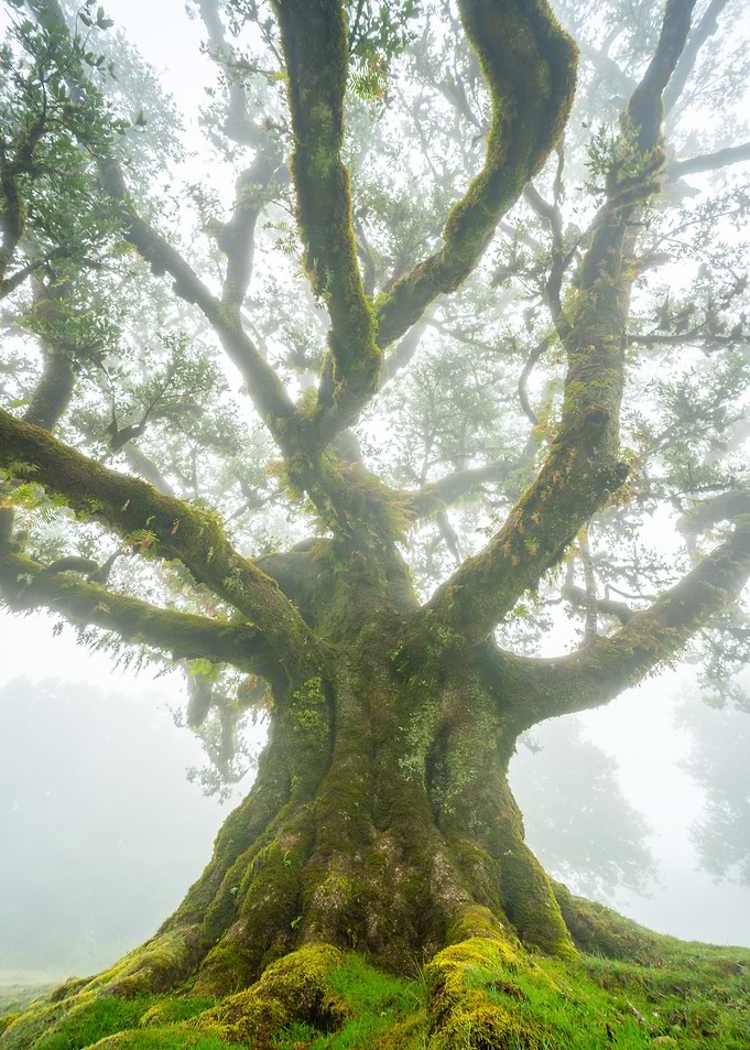 Foggy Fanal Forest