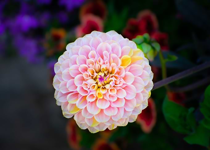 Dahlia
