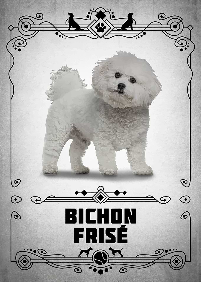 Bichon Frise