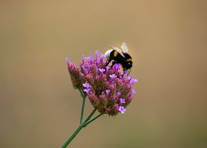 Bumblebee on flower