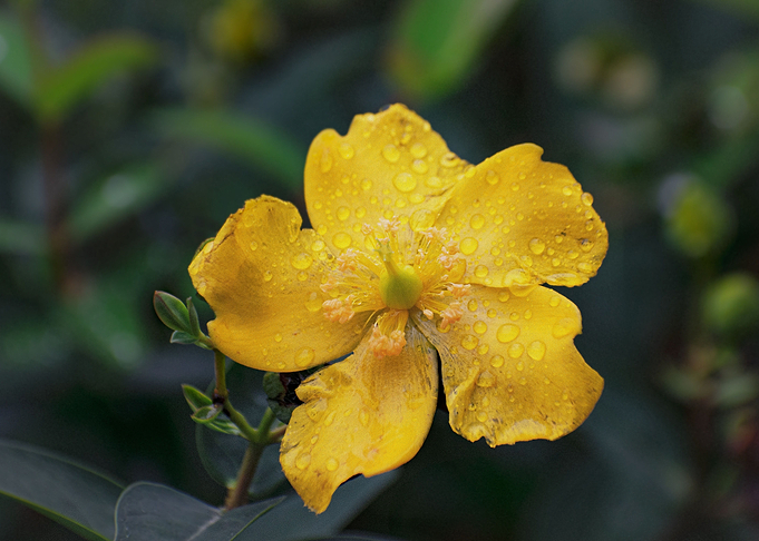 yellow flower
