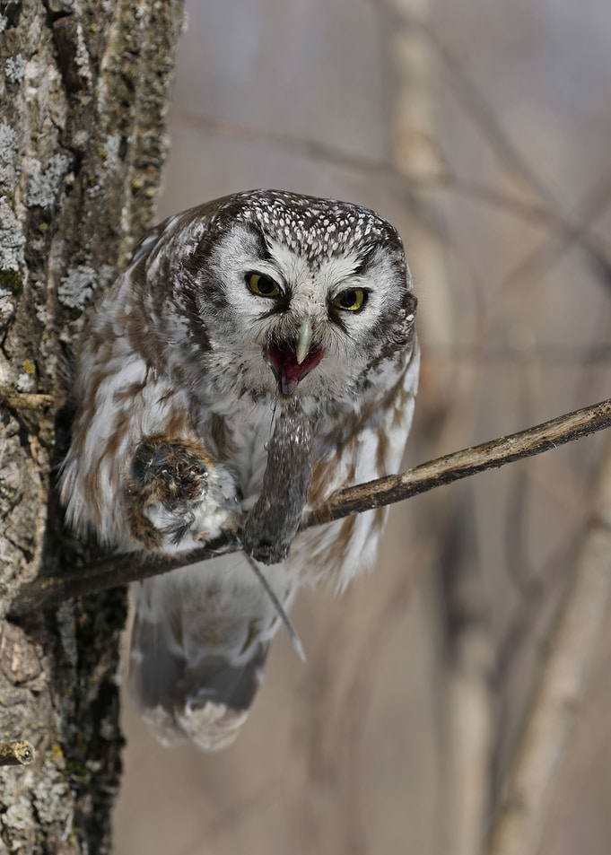 Boreal Owl Pellet