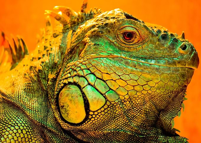 golden lizard