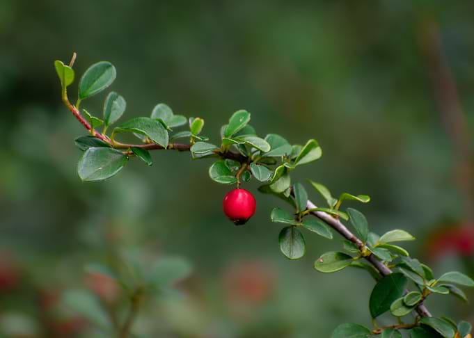 A single berry