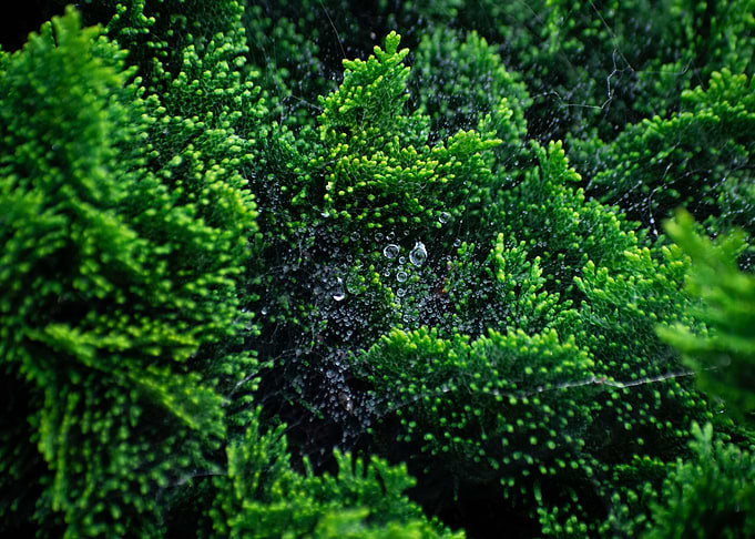 Raindrops in nature