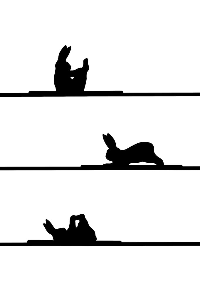 Yoga Rabbit