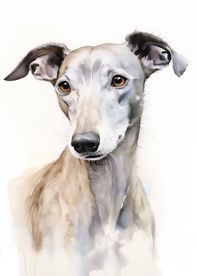 watercolor sloughi
