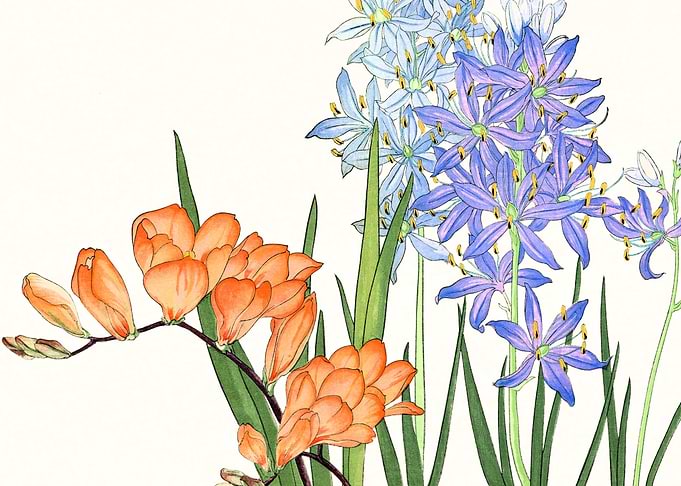 Freesia flowers
