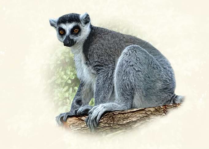 Lemur