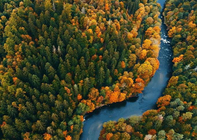 Forest