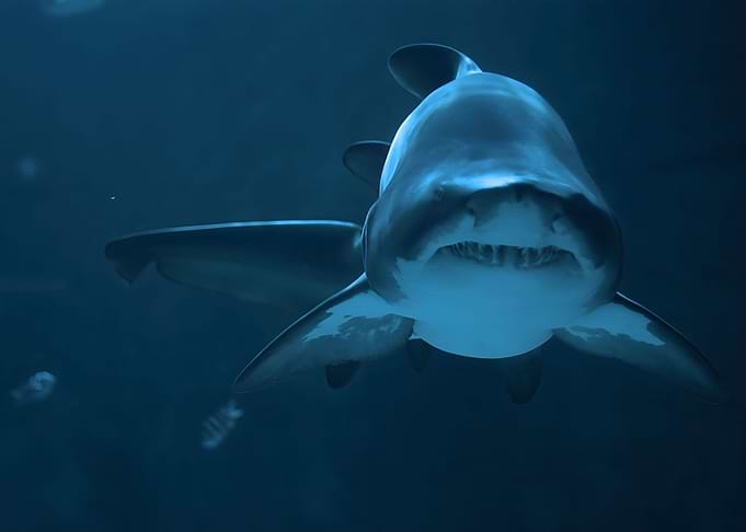 Shark