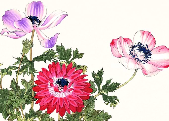 Art Poppy flowers