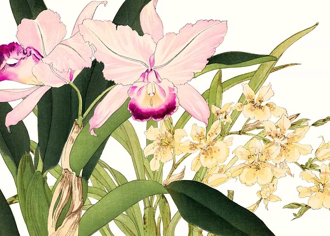 Orchids flowers japanese