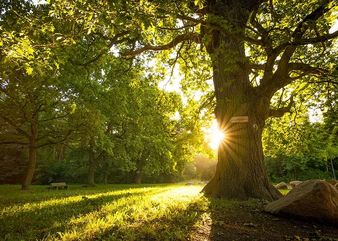 Oak in the Light