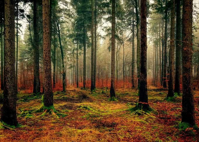 Landscape of Forest Trees