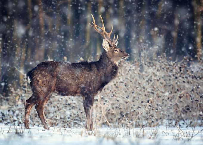 Deer in forest