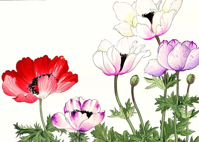 Japanese Poppy flowers