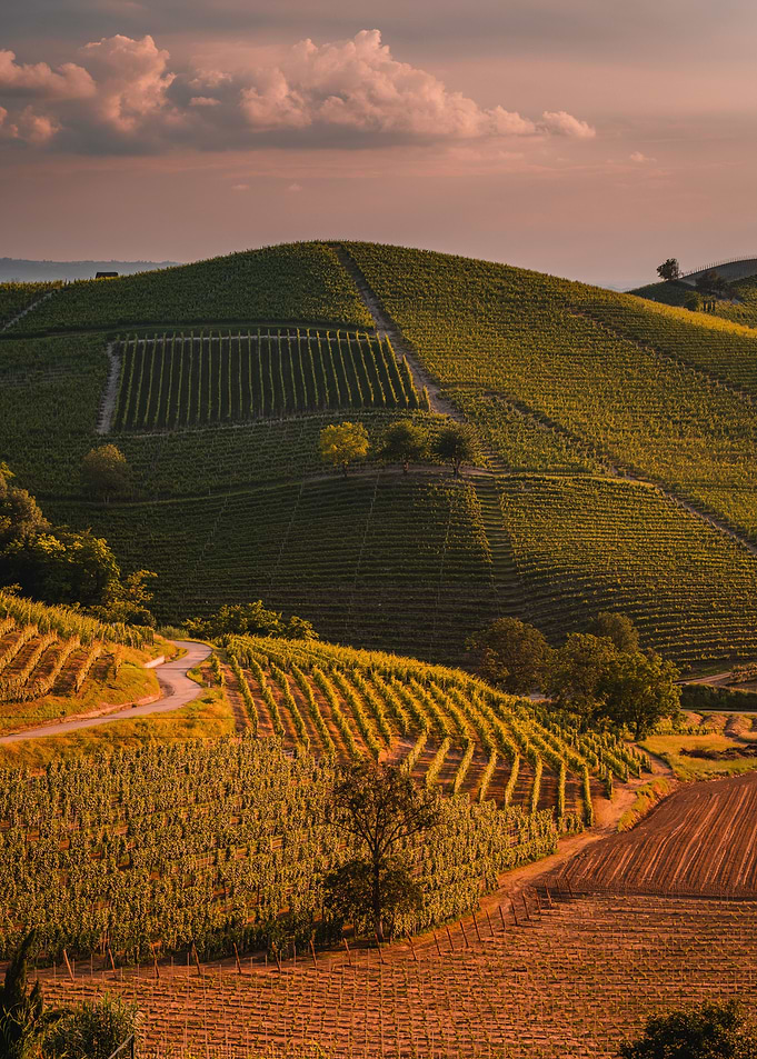 Piedmont Vineyards Italy