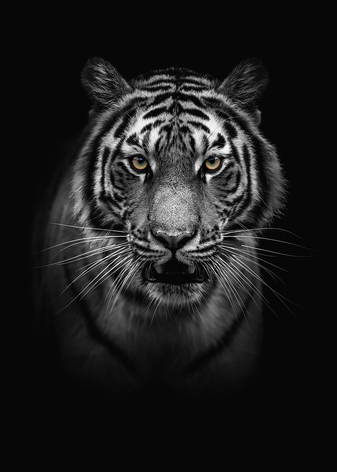 Tiger portrait