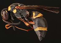 Potter Wasp