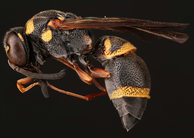 Potter Wasp